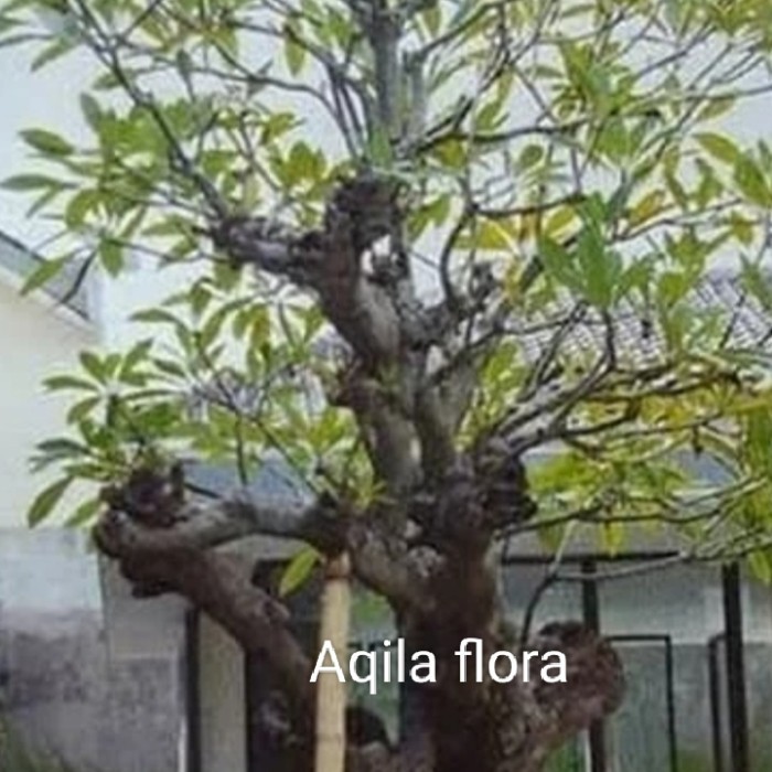 Kamboja posil/Kamboja Bali (Kamboja besar)