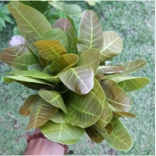 Daun Jambu Mede Muda - Daun Mede 250 gr