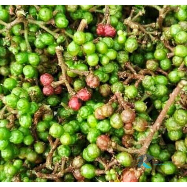 

PROMO!! Andaliman Segar Andaliman Raya Bumbu Khas Medan 50 Gram