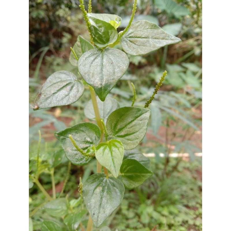 

terbaik sirih cina segar .akar daun dan batang 100 g / cehcer kempes