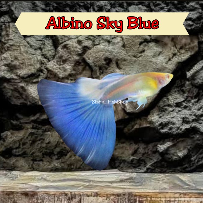 Guppy Albino Sky Blue / Topaz - Betina