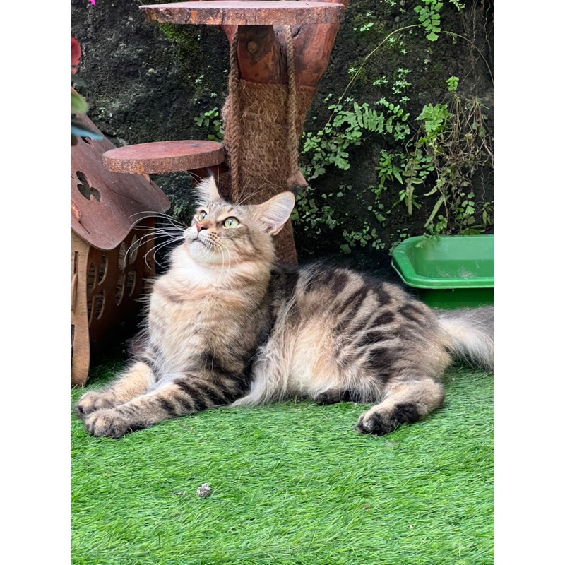 Kucing mainecoon male