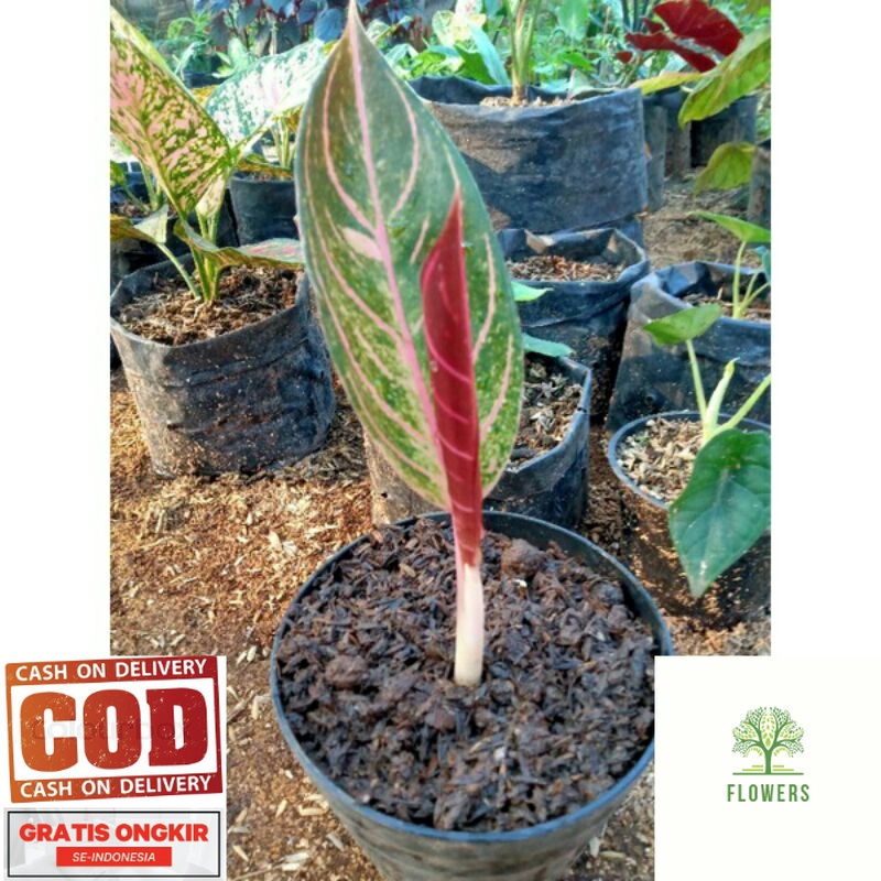 aglonema bibit anakan red sumatra