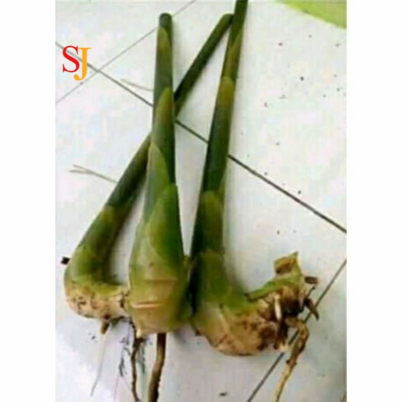 Bibit Kecombrang Bibit Honje merah Honje hijau Bibit Tanaman