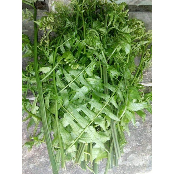 

pakis sayur/per ikat kebun indah