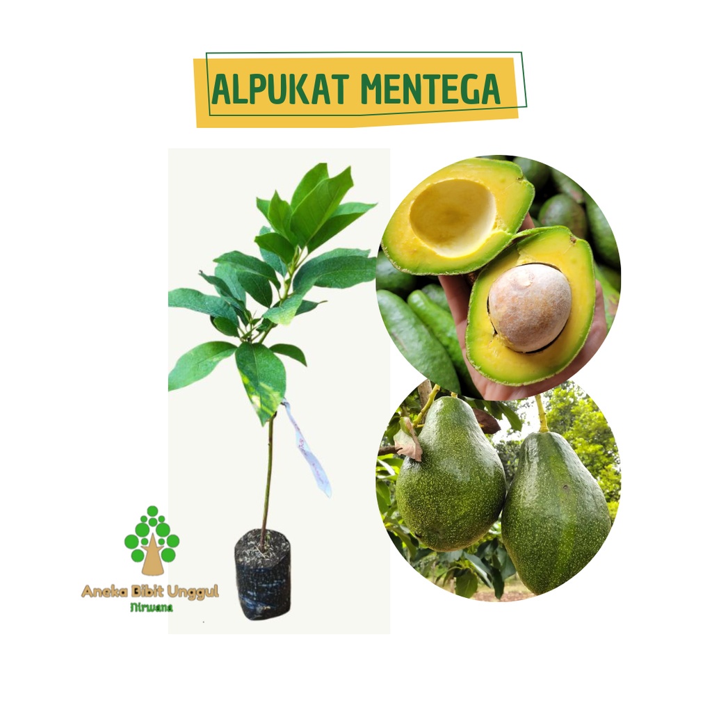 BIBIT BUAH ALPUKAT MENTEGA - BIBIT ALPUKAT MENTEGA - ALPUKAT MENTEGA - BIBIT BUAH ALPUKAT SUPER