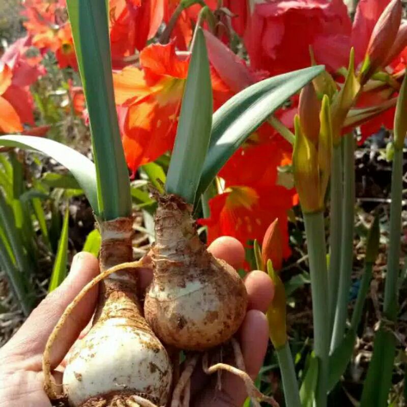 UMBI BUNGA AMARILIS - Umbi Tanaman Hias Bunga Amarilis Merah