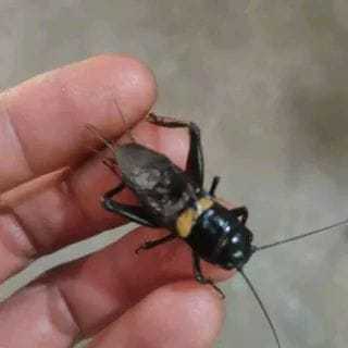 Jangkrik Kalung Aduan Ukuran BIG Jangkrik Ngerik Jiteng Masteran Pengusir Tikus
