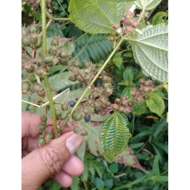 

Buah senggani bulu 100 gram cod