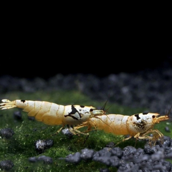 Udang Hias Merah Aquascape Black Mosura Caridina