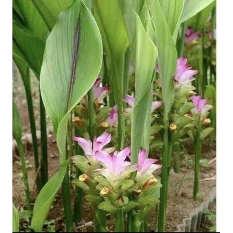 

Bibit tanaman kunyit Putih herbal - Temu putih terlaris bisa COD