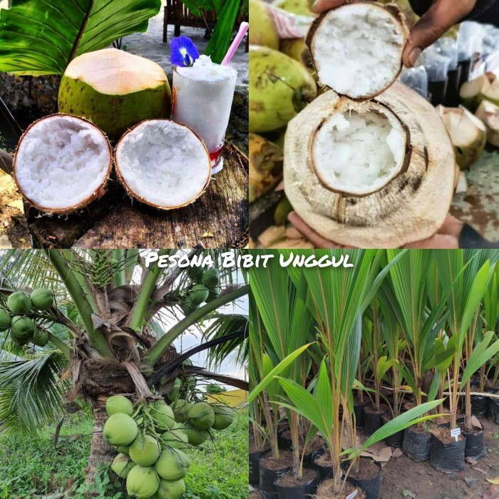 Bibit Kelapa Kopyor 1 Meter Hasil Kultur Jaringan | Bibit Kelapa Kopyor Genjah Cepat Berbuah