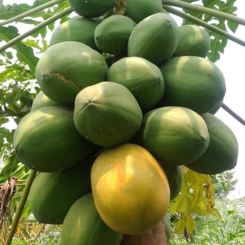 40 BENIH BIJI PEPAYA RED LADY 786 HIBRIDA F1 KNOWN YOU SEED -