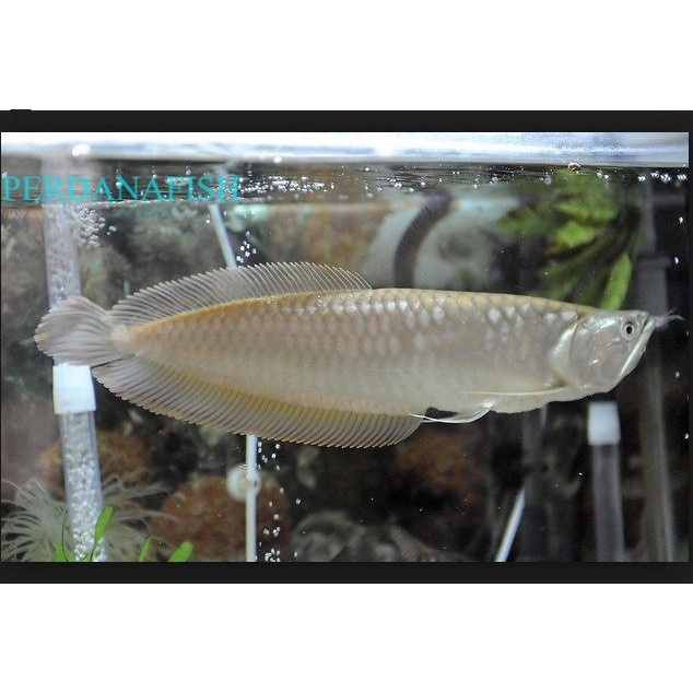 arowana arwana silver 18 19 20cm arw silver red brazilian hiasan aquarium brand new grosir