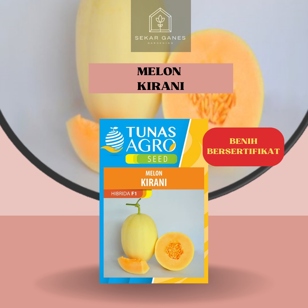 NEW Biji Benih MELON KIRANI F1 Ori - Repack 10 &amp; 50 Bibit Melon Premium JEPANG