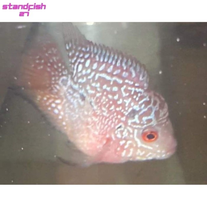 pemanis aquarium (COD) Ikan louhan lohan bonsai coin burayak BELI 3 GRATIS 1 6 GRATIS 2