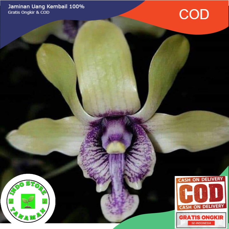 Anggrek Besi Papua Dendrobium Filopupaphen Seedling plant orchid (BISA COD)