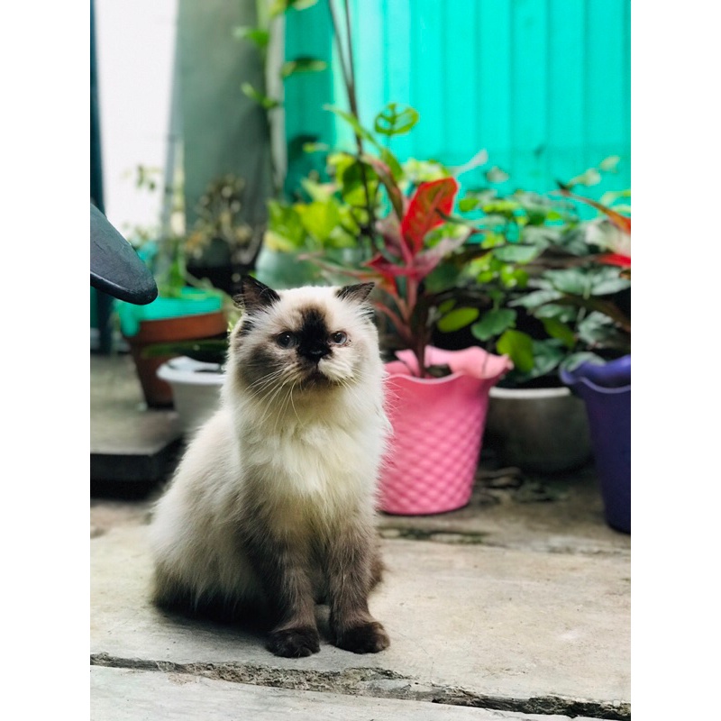 KUCING HIMALAYA SEAL POINT BETINA