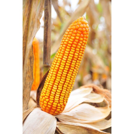 BENIH JAGUNG HIBRIDA 1 KG