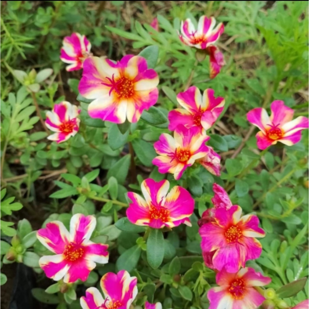 Bunga krokot,Duna sweetbery