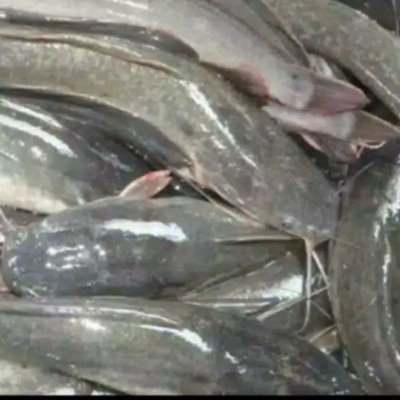 

Ikan Lele segar