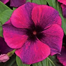 Tanaman Bunga Vinca Tatto Raspberry  (Catharanthus roseus) - vinca tegak