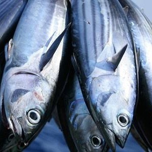 

Ikan Tongkol Cakalang Segar 1kg