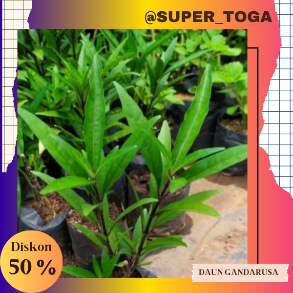 tanaman herbal Gandarusa bibit gondoroso bibit ganda rusa bibit daun gandarusa bibit gandarusa ungu 