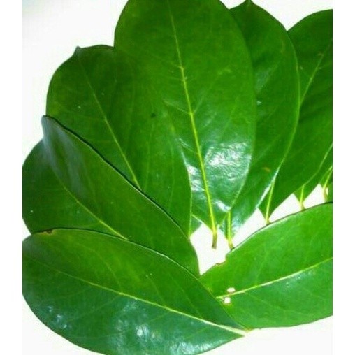 

New (500gram) Daun Sirsak Organik Langsung Petik