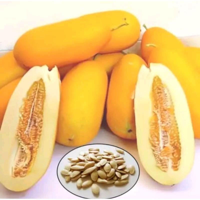 50Biji benih timun suri manis