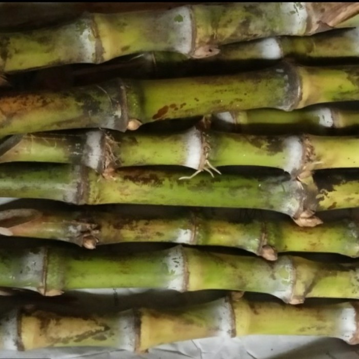 

Bibit stek terubuk siap tanam