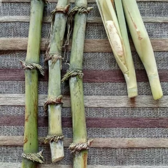 Bibit setek turubuk/telor tebu