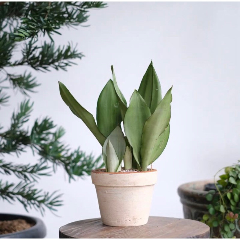 sansevieria Moonshine sicantiks