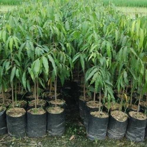 BIBIT TANAMAN GLODOKAN TIANG/ POHON GLODOKAN TIANG TINGGI 70CM