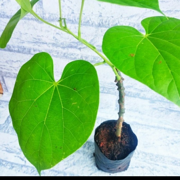 Bibit Tanaman Brotowali Herbal/ Bibit Brotowali Antawali Toga