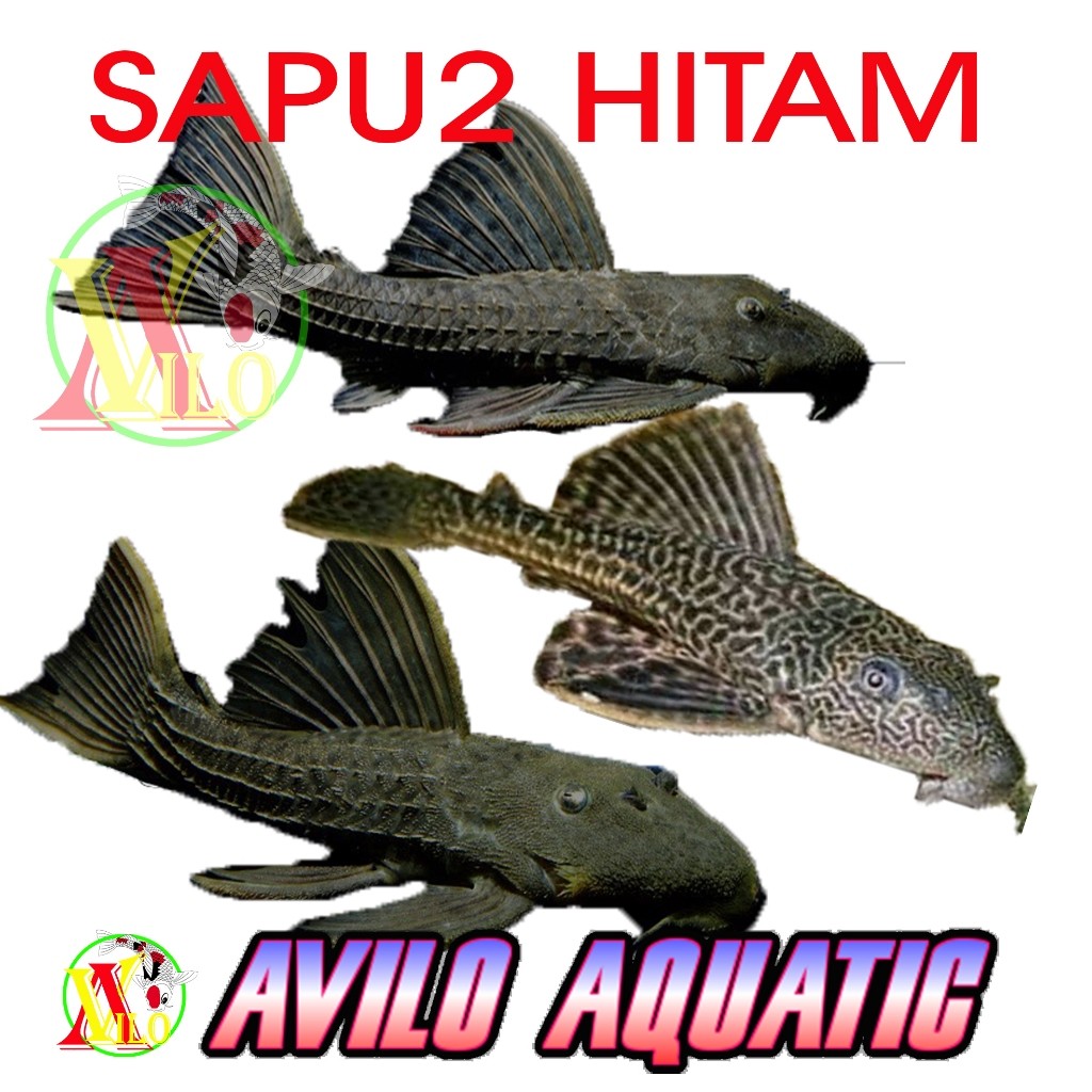 ikan pemakan lumut dasar sapu hitam size kecil aquascape fish