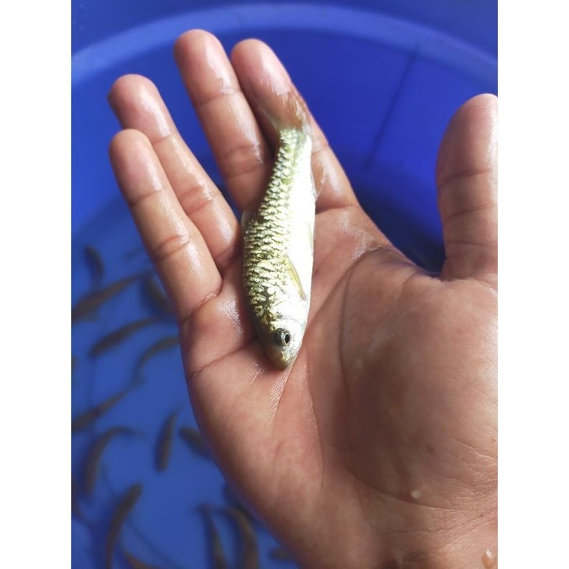 bibit ikan wader, ikan benter ukuran 10-12 cm murah berkualitas