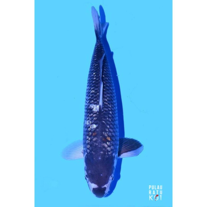 black diamond dainichi 50 bu koi impor sertifikat breeder