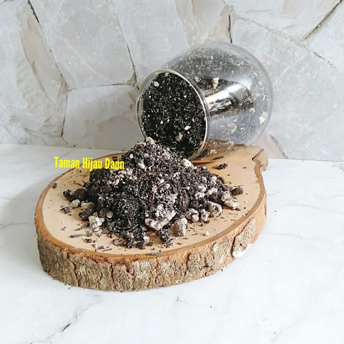 agodacollection87_mall [Promo Terbatas] media tanam caudex stephania venosa caudex erecta caudex sub