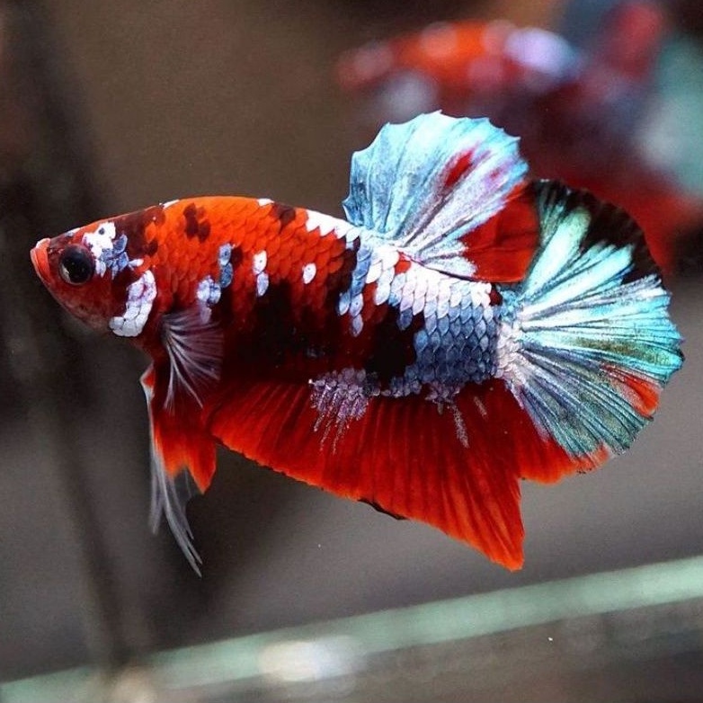 hiasan aquarium Ikan Cupang Giant Cello Bahanan Koi Galaxy Multicolor Berkualitas Hiasan Aquarium