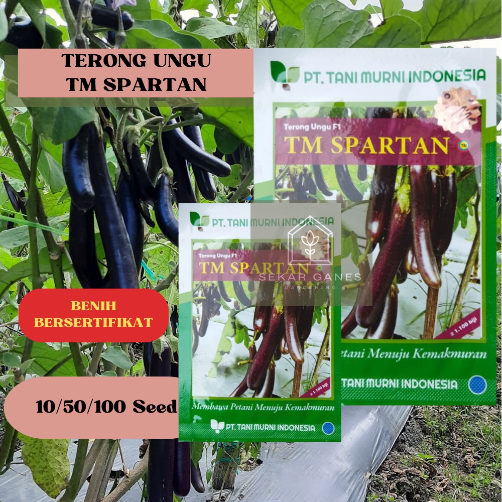Biji Benih Terong Ungu TM Spartan Ori - Repack 100 Bibit Terong Ungu