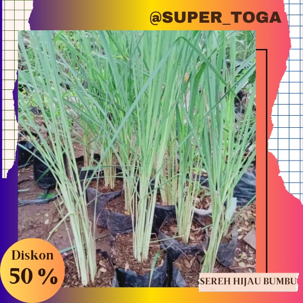 bibit sereh hijau bibit sereh bumbu bibit sereh masak bahan dapur