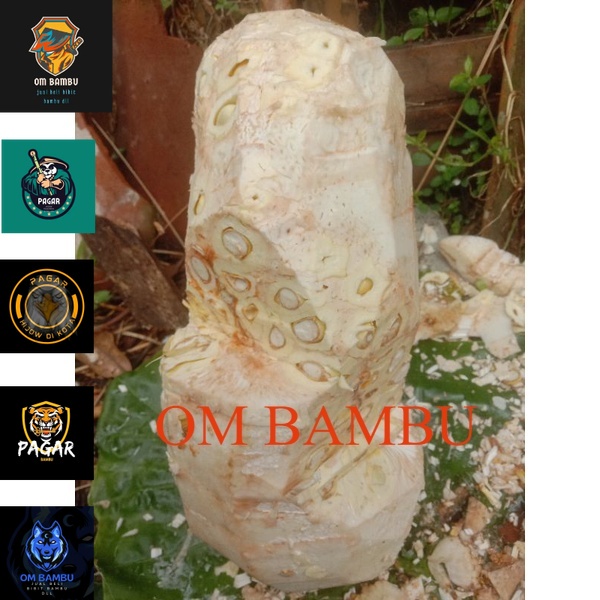 

nangka muda/bahan sayur nangka