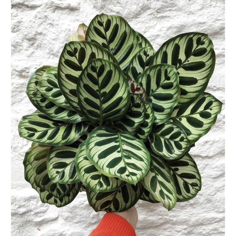 ( TERMURAH) Tanaman hias calathea makoyana murah indoor outdoor- tanaman hias hidup calathea makoyan