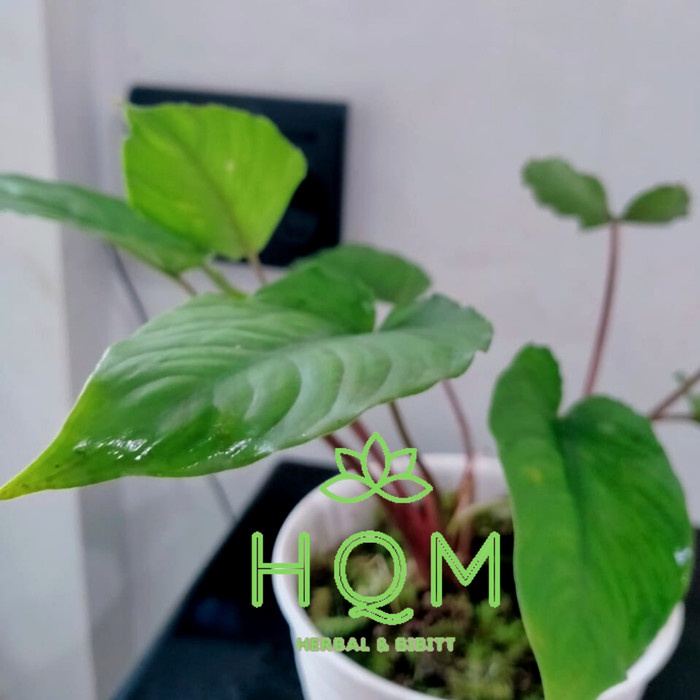 Tanaman Hias Mini Homalomena Huijau Batang Merah - Caladium sp