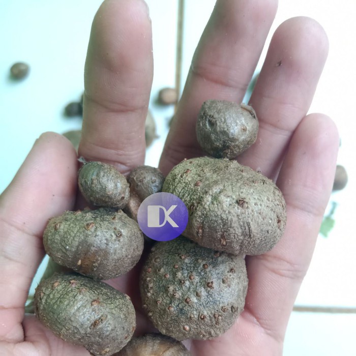 

BIBIT UMBI KATAK PORANG/BULBIL 1000 GRAM zs