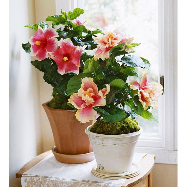 Tanaman Hias Bunga Sepatu Bangkok - Bunga Hibicus Bangkok