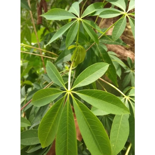 

promo daun randu atau daun kapuk segar 500gram