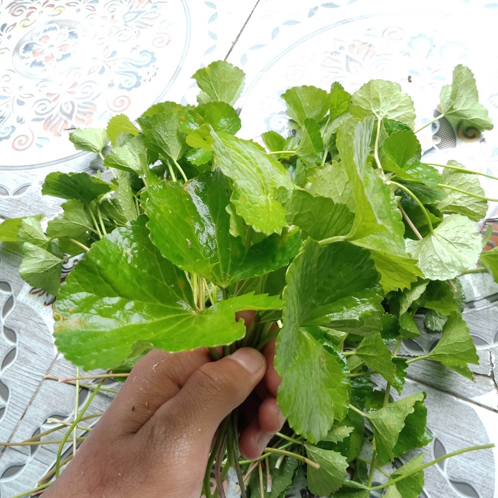 Daun antanan daun pegagan besar segar obat herbal daun pegagan lalapan pegagan 500 gram