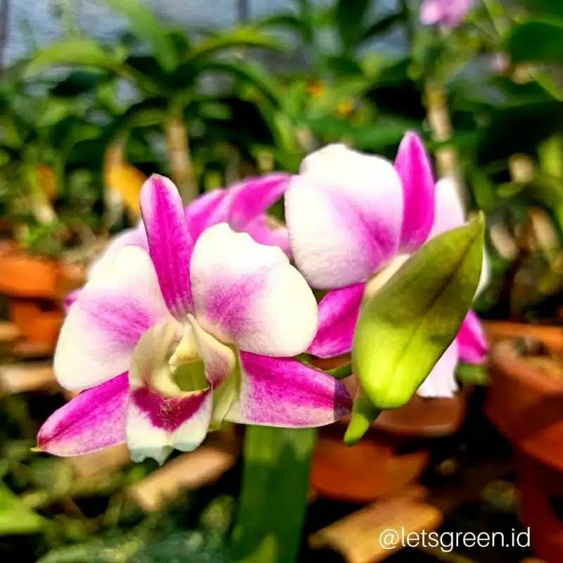 Anggrek Dendrobium Dewasa spike